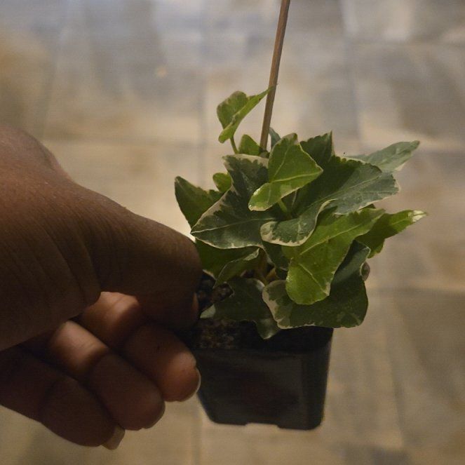 Photo of the plant species Possum-Grape by @LikableBetel62 named Zion on Greg, the plant care app