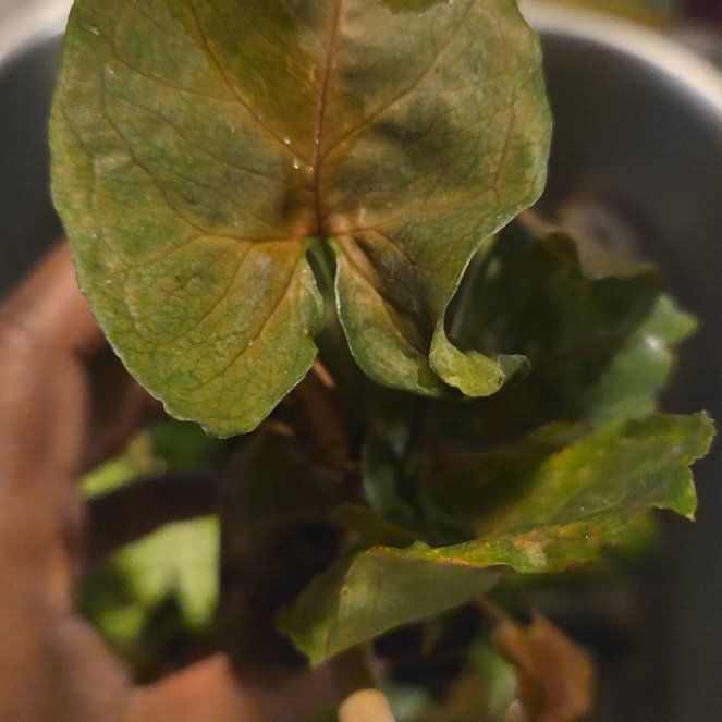 Photo of the plant species Friar's Cowl by @LikableBetel62 named Fernie Saunders on Greg, the plant care app