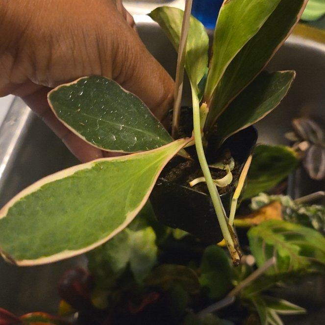 Photo of the plant species Inkberry by @LikableBetel62 named Keanu Leaves on Greg, the plant care app