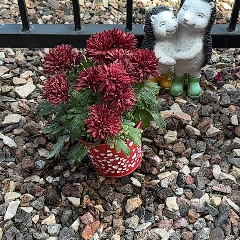 Photo of the plant species Garden Mum 'Leo' by @AbleBonsai51 named Hamilton on Greg, the plant care app