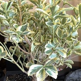 Photo of the plant species Euonymus japonicus 'Silver Prince' by @RegalSalad84 named Khaleesi on Greg, the plant care app