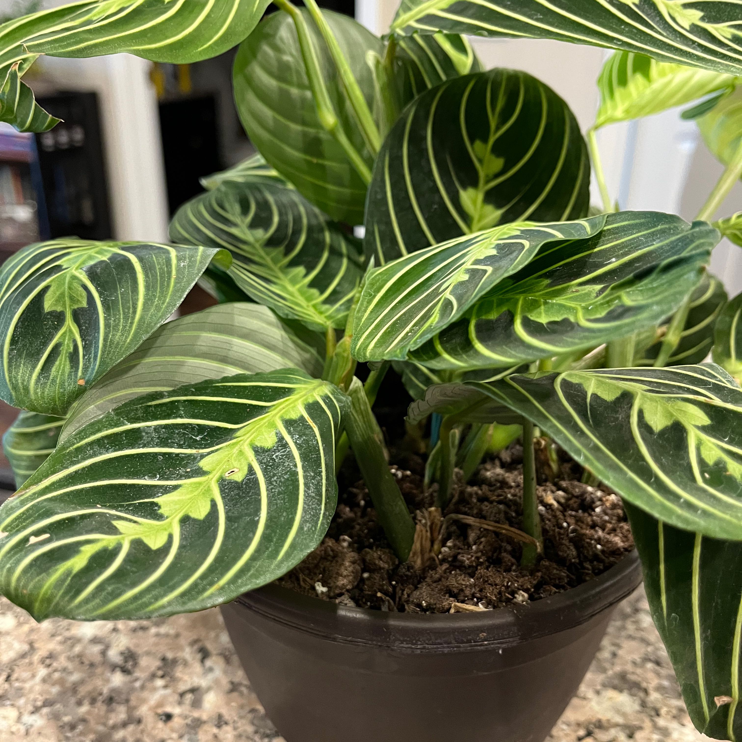 Lemon Lime Prayer Plant in a pot with vibrant green leaves and visible soil.