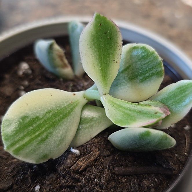Photo of the plant species Variegated Jade by @WarmTutu74 named Remington on Greg, the plant care app