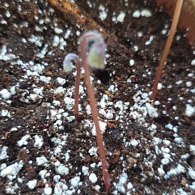 Photo of the plant species Iron Cross by @WarmTutu74 named Beckham on Greg, the plant care app