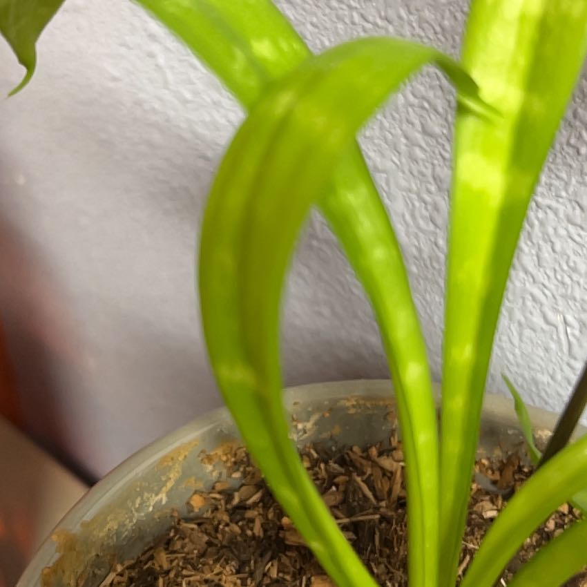 Photo of the plant species Sweet Flag by @RadSalsa46 named Messi on Greg, the plant care app