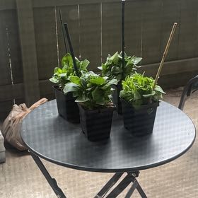 Photo of the plant species Petunia by @WeightyAnahaw97 named pink pussy on Greg, the plant care app