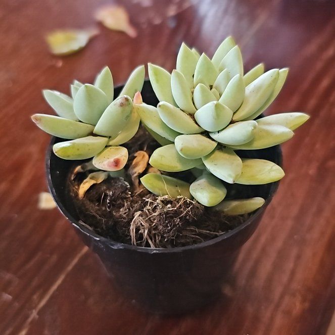 Photo of the plant species Sedeveria by @FastBlackgem73 named Tree Diddy on Greg, the plant care app