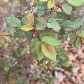 Photo of the plant species Evergreen Rose by @NewDill75 named Austen on Greg, the plant care app