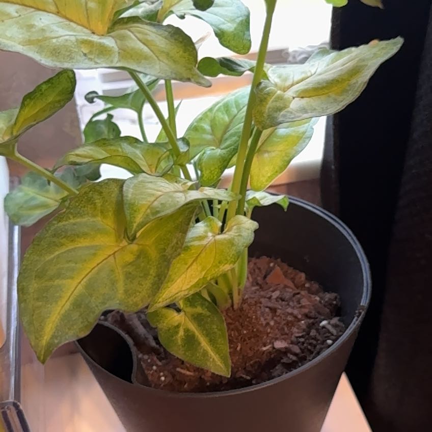 Photo of the plant species Pink Allusion Arrowhead Plant by @HotDeerfern8 named Clementine on Greg, the plant care app