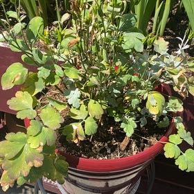 Photo of the plant species European Columbine by @FamedTropical46 named Baesil on Greg, the plant care app