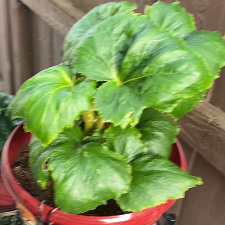 Photo of the plant species Leopard Plant by @FamedTropical46 named Tree Diddy on Greg, the plant care app
