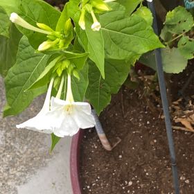 Photo of the plant species Marvel of Peru by @FamedTropical46 named Denali on Greg, the plant care app