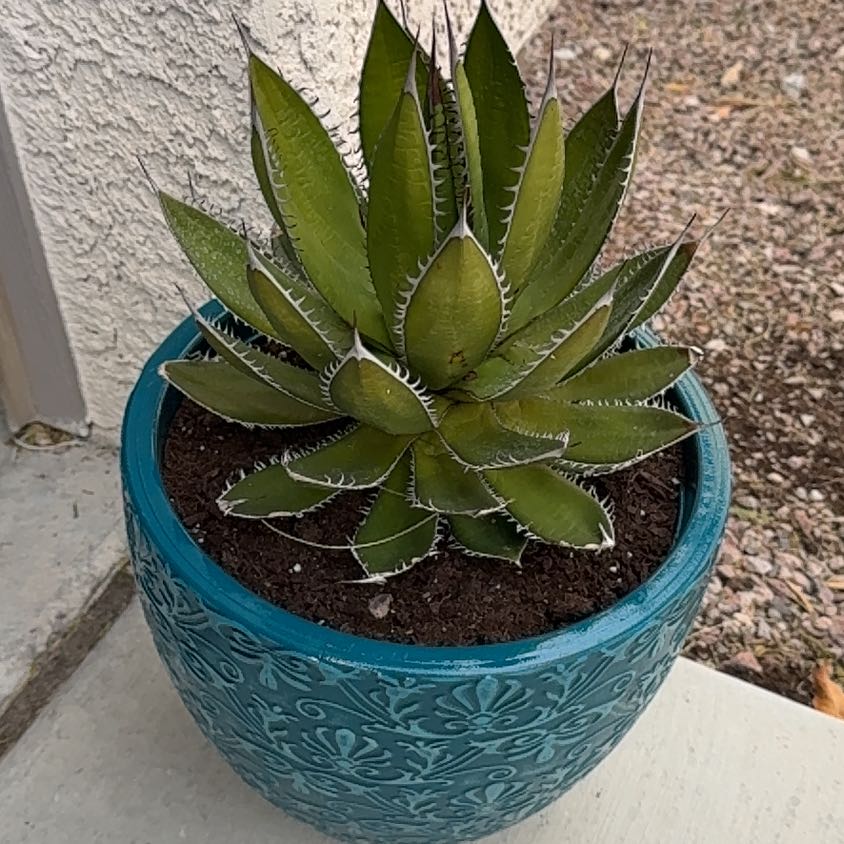 Agave horrida Care 101: Water, Light & Growing Tips