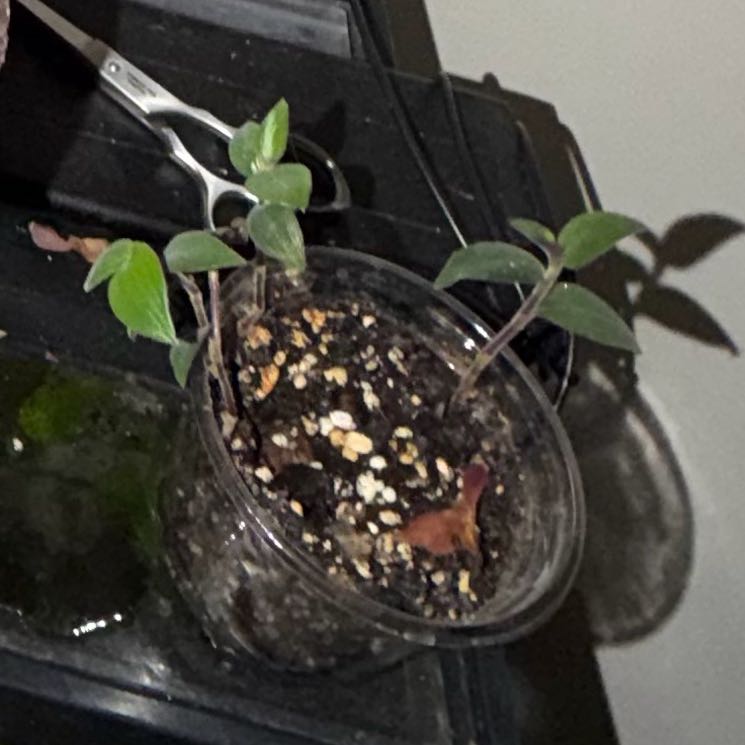 Photo of the plant species Teddy Bear Vine by @TastyRedtree62 named Marley on Greg, the plant care app