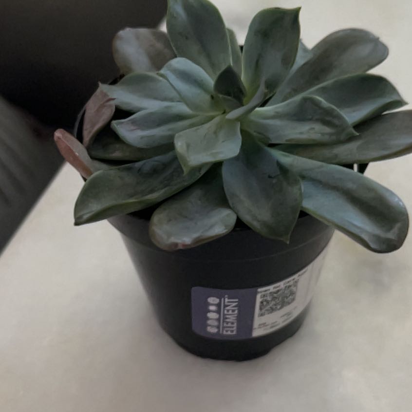 Photo of the plant species Echeveria 'Blue Prince' by @PrettyLakesedge named Bella on Greg, the plant care app