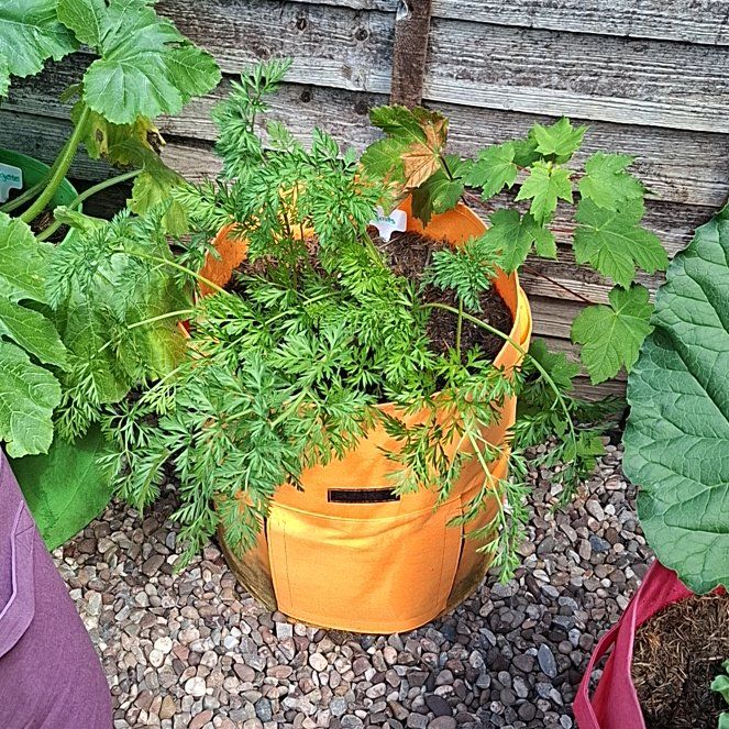 Photo of the plant species Wild Carrot by @lolopolo99 named Carrots on Greg, the plant care app