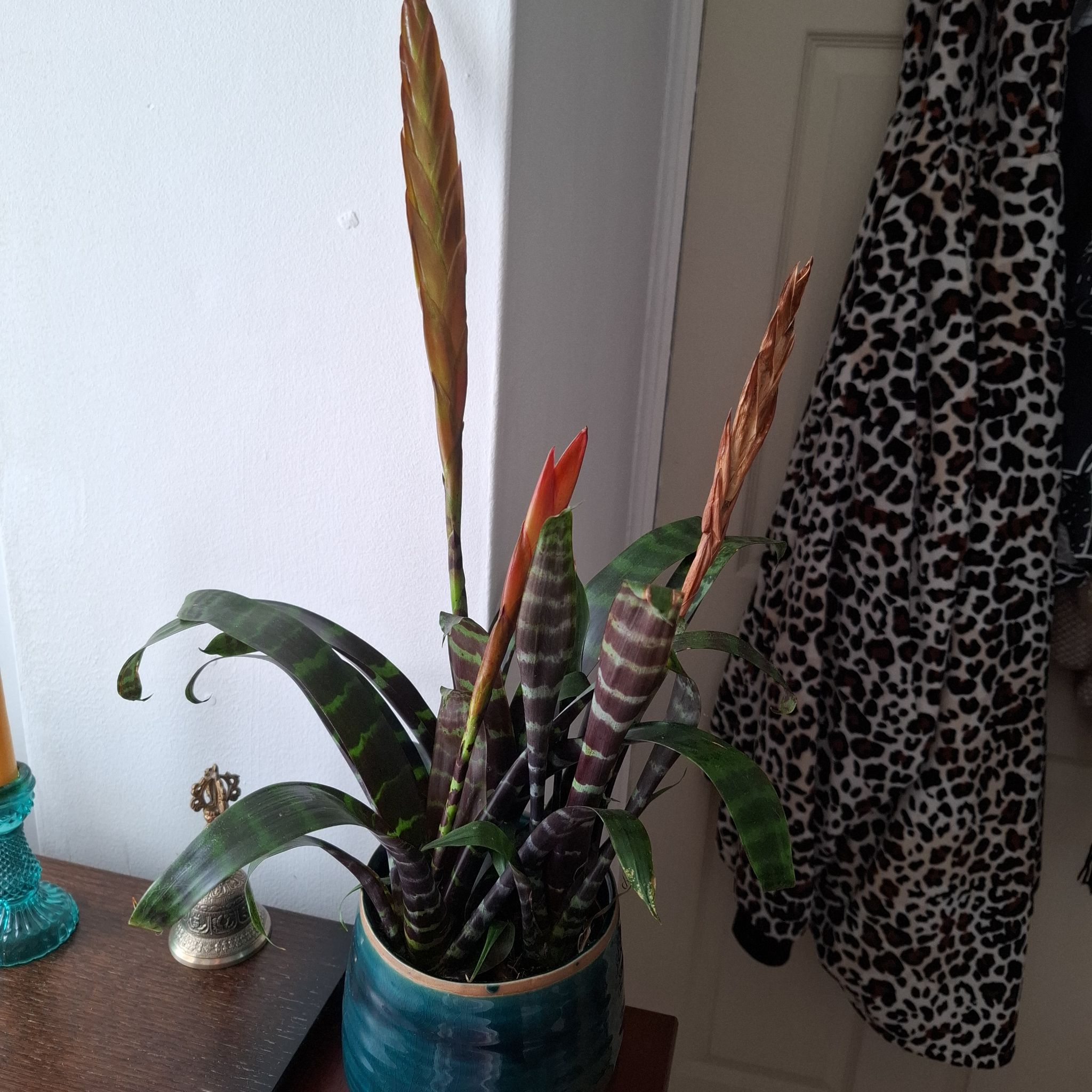 Vriesea Era