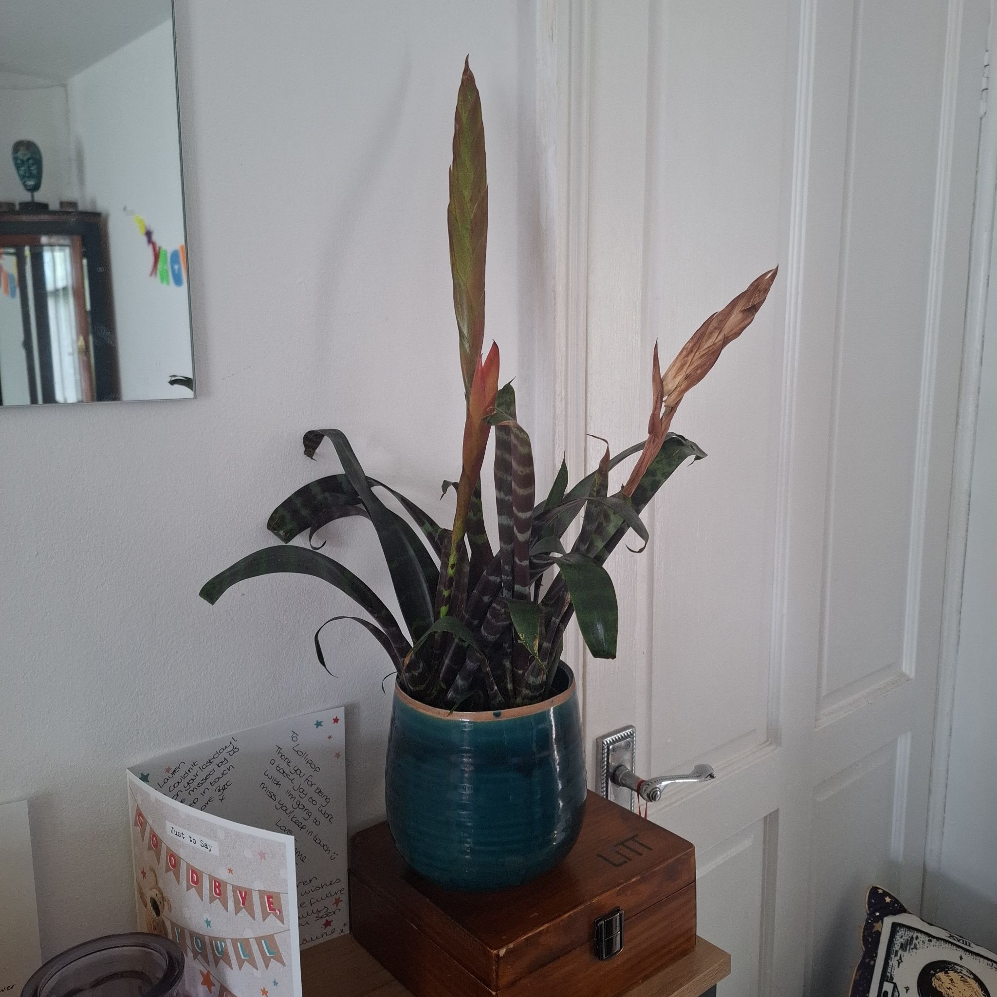 Vriesea Era