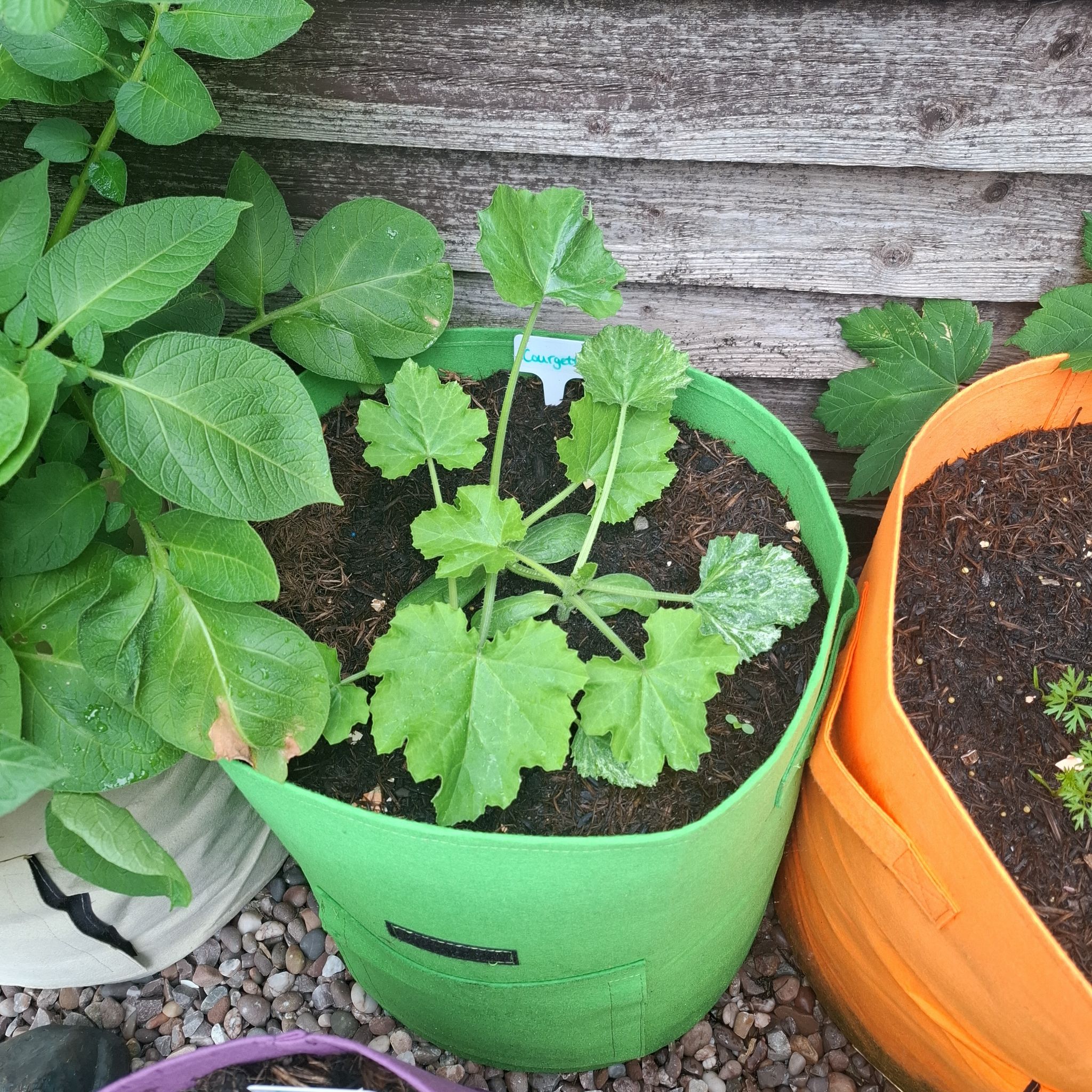Photo of the plant species Zucchini by @lolopolo99 named Courgette on Greg, the plant care app