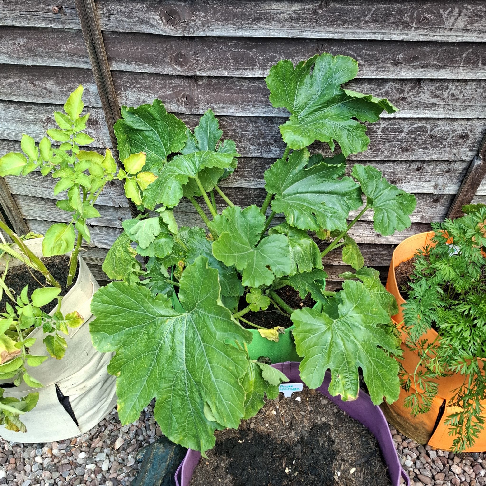 Photo of the plant species Zucchini by @lolopolo99 named Courgette on Greg, the plant care app