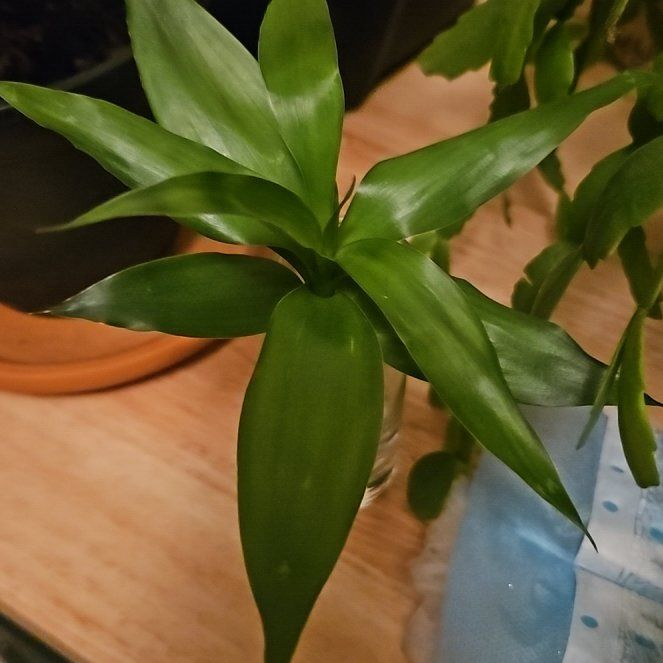 Photo of the plant species bamboo by @BetterGray48 named Fernie Mac on Greg, the plant care app
