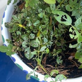 Photo of the plant species Multiflora Rose by @AnewGrasspea1 named Fernie Mac on Greg, the plant care app