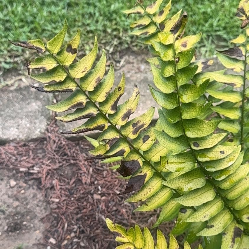 Photo of the plant species Northern Hollyfern by @AnewGrasspea1 named Harry on Greg, the plant care app