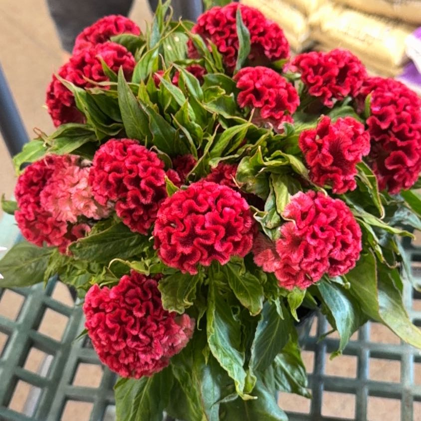 Photo of the plant species Sweet William by @RealGuasca98 named Surya on Greg, the plant care app