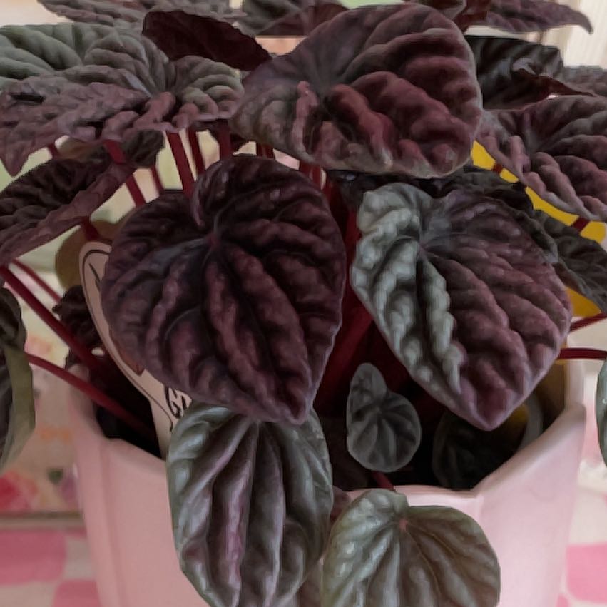 Photo of the plant species Red Luna Peperomia by @IdolNiaouli34 named Pepper on Greg, the plant care app