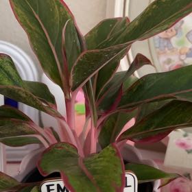 Photo of the plant species Pink Princess Alocasia by @IdolNiaouli34 named Alocasia Pink Princess on Greg, the plant care app
