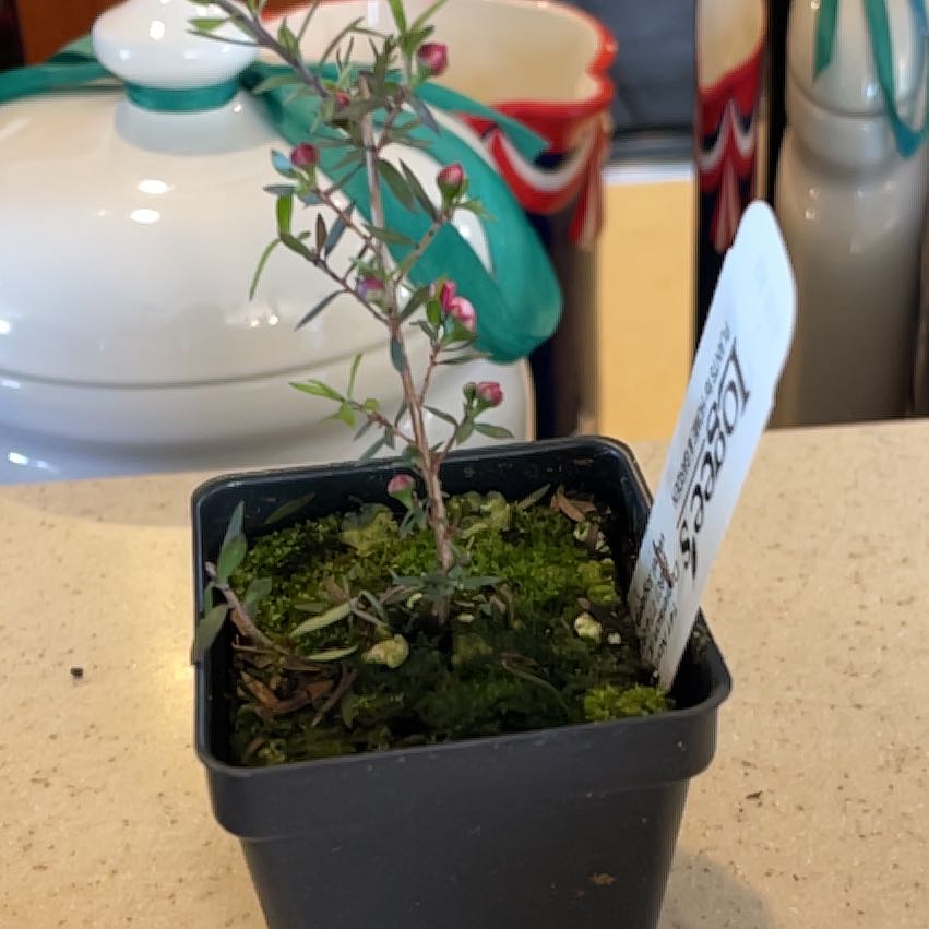 Photo of the plant species New Zealand Tea Tree by @IdolNiaouli34 named Ruby Glow on Greg, the plant care app