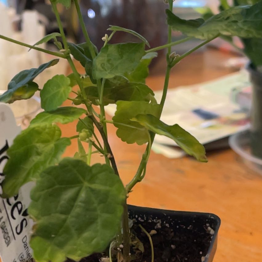 Photo of the plant species Abutilon Pictum by @IdolNiaouli34 named Sherlock on Greg, the plant care app