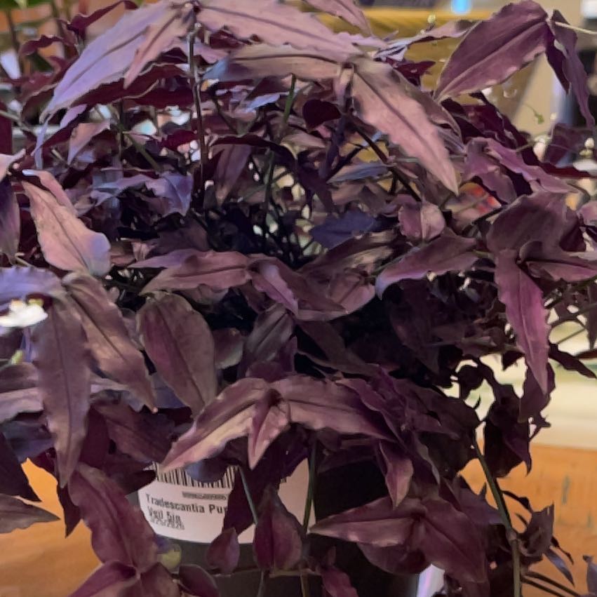 Photo of the plant species Dotted Bridalveil by @IdolNiaouli34 named Mando on Greg, the plant care app