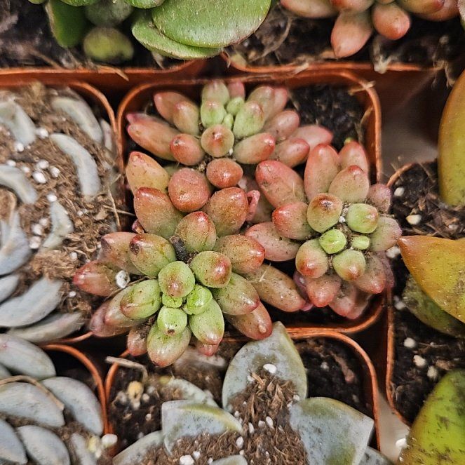 Photo of the plant species Spearleaf Stonecrop by @KeyWorm32 named Tolkien on Greg, the plant care app