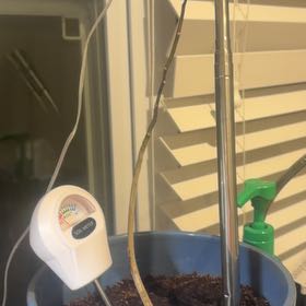 Photo of the plant species Flamboyant Tree by @CivilHollyhock named Bonzana on Greg, the plant care app