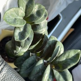 Photo of the plant species ZZ Zenzi by @TryEllisia67 named Sage on Greg, the plant care app