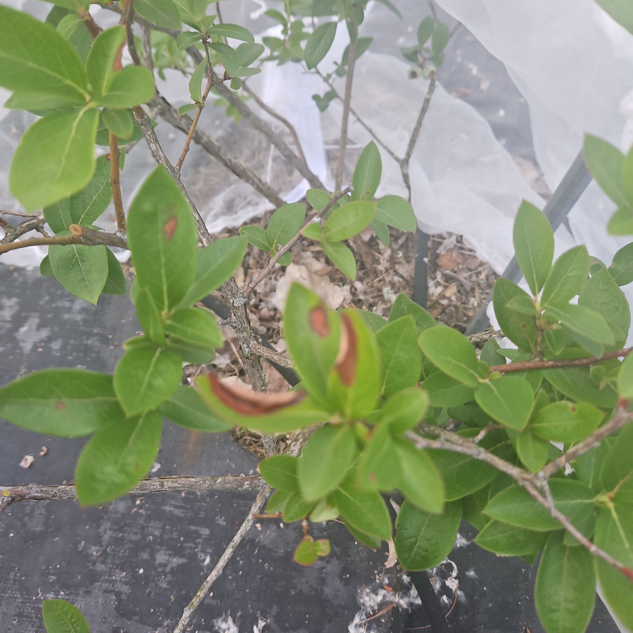 Photo of the plant species Blueberry by @QuietChichipe89 named Marley on Greg, the plant care app