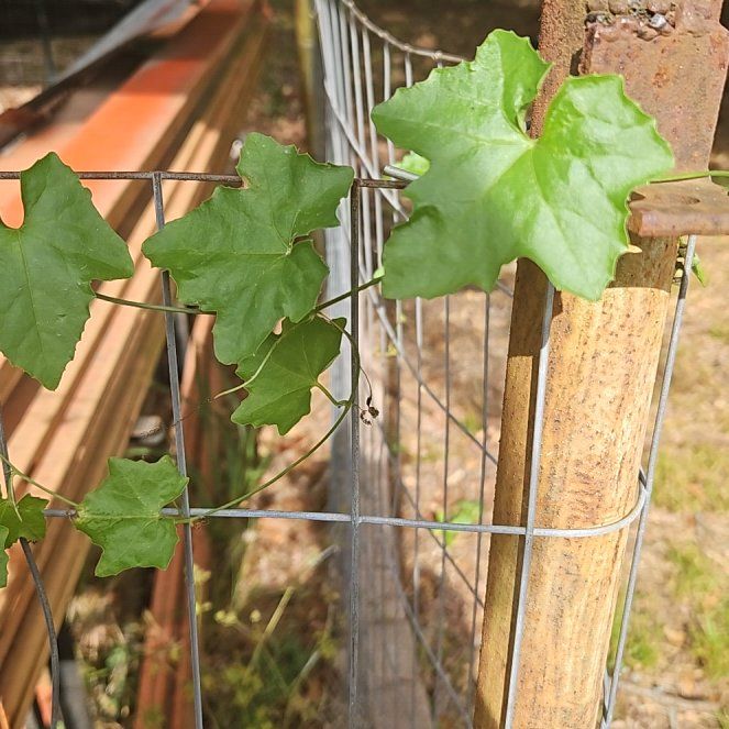 Photo of the plant species Creeping Cucumber by @GiddyRoussea36 named Sage on Greg, the plant care app