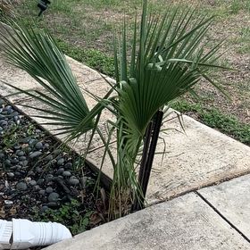 Photo of the plant species Dwarf Palmetto by @FancyDaisy16 named Foxxy on Greg, the plant care app
