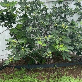 Photo of the plant species Brown Turkey Fig by @FancyDaisy16 named Doja Cat on Greg, the plant care app
