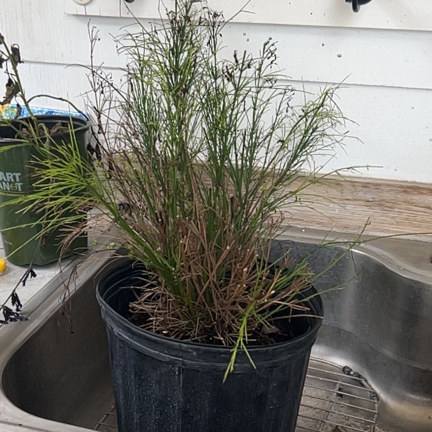 Photo of the plant species Old Switch Panic Grass by @FancyDaisy16 named Beyonce on Greg, the plant care app