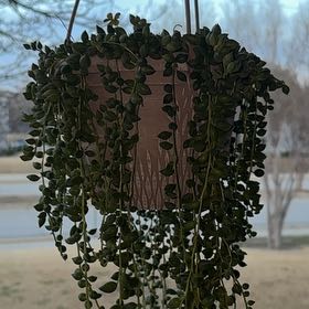 Photo of the plant species String Of Raindrops by @StatelyRaspfern named Walt on Greg, the plant care app