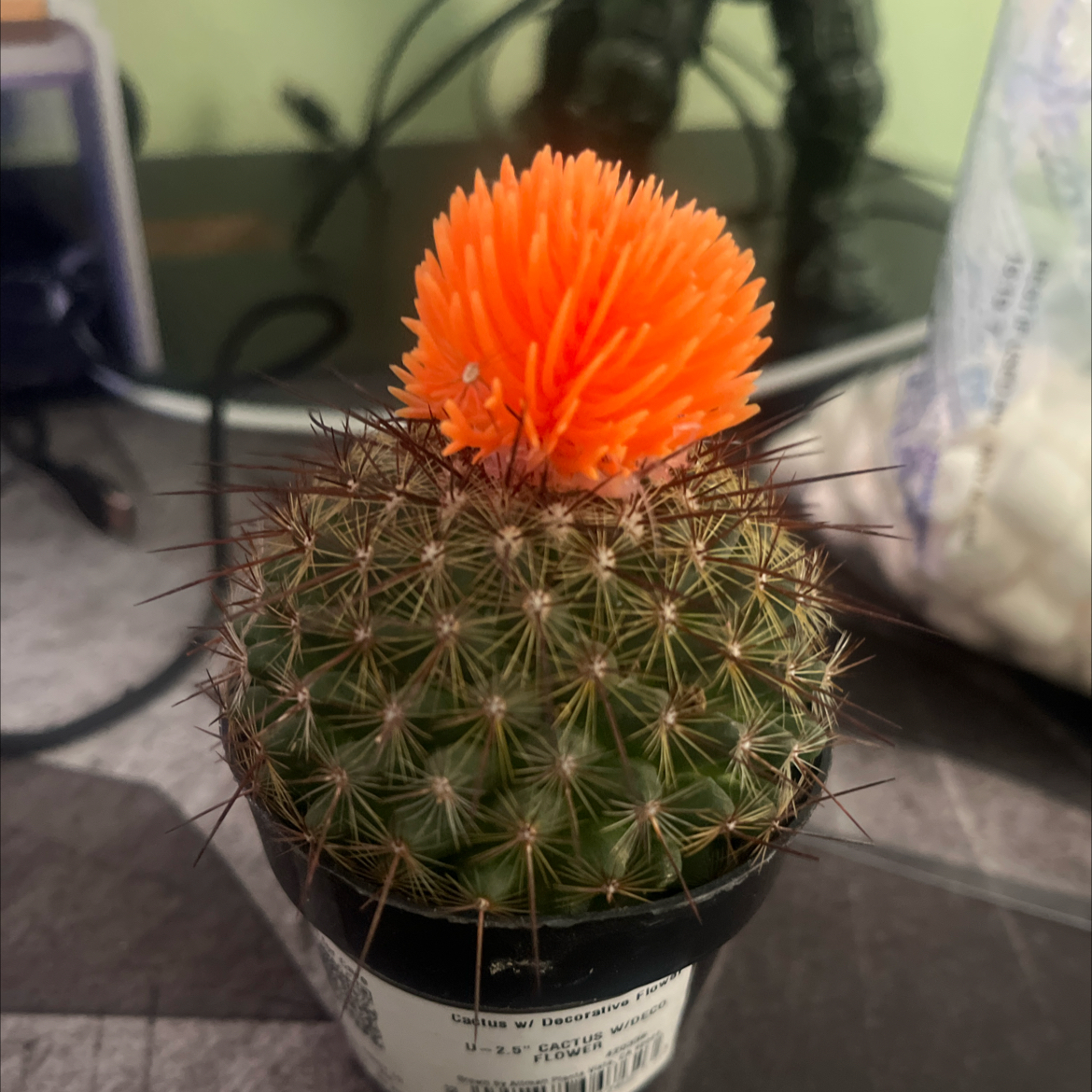 Photo of the plant species Assorted Cactus by @IdealisticLime9 named Messi on Greg, the plant care app