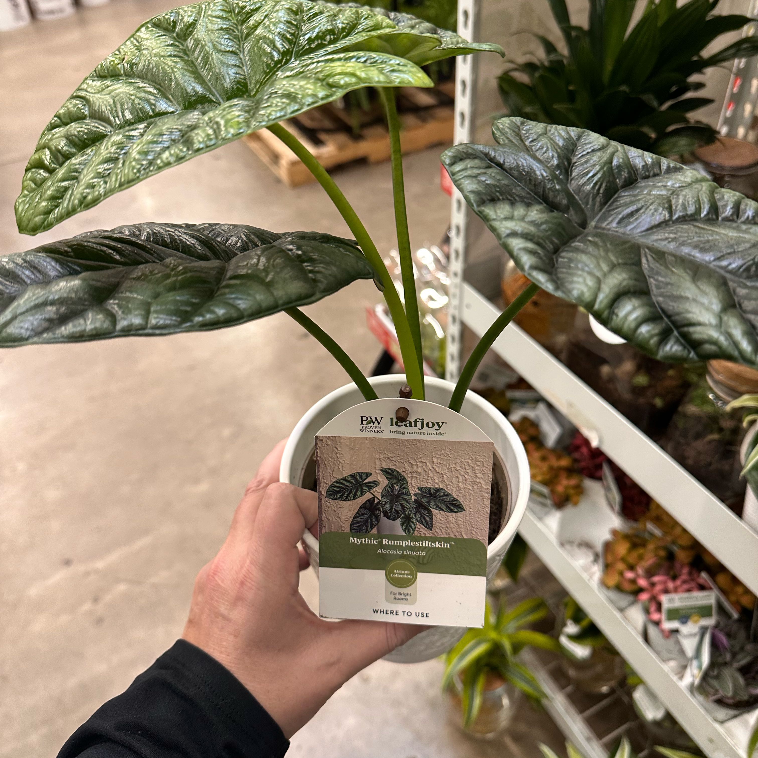 Photo of the plant species Jewel Alocasia by @WelllikedColeus named Drogon on Greg, the plant care app