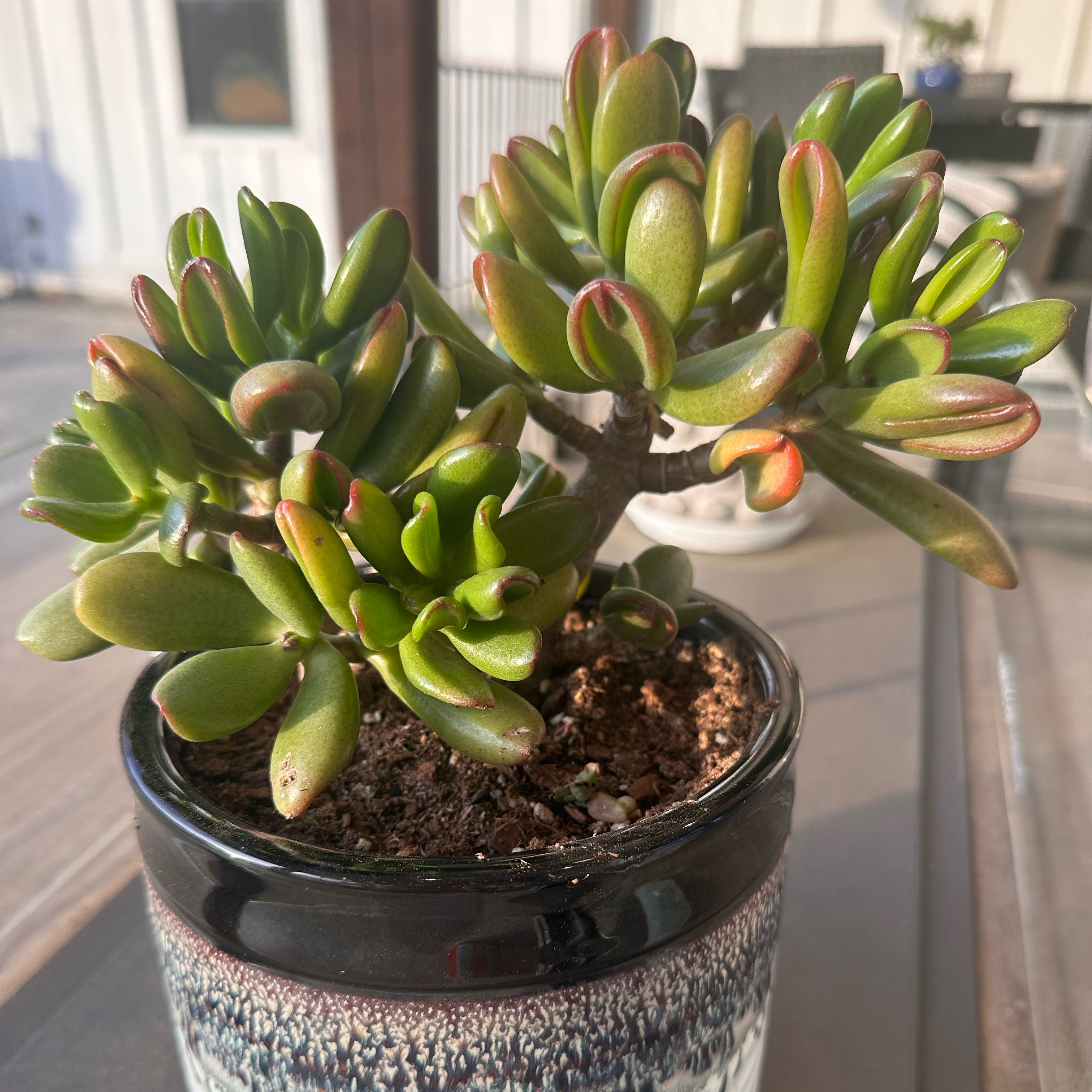 Photo of the plant species Hobbit Jade by @WelllikedColeus named Frodo on Greg, the plant care app