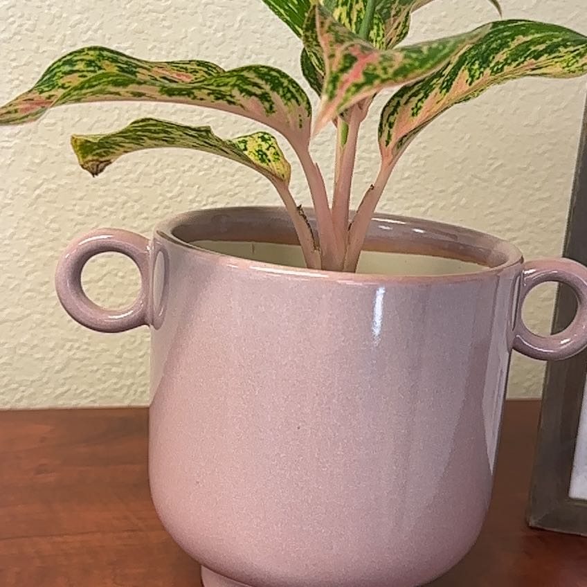 Photo of the plant species Pink Chinese Evergreen by @WelllikedColeus named Sarah on Greg, the plant care app