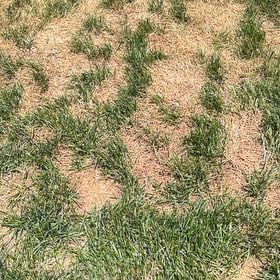 Photo of the plant species Smooth Meadowgrass by @GorgeousLime58 named Achilles on Greg, the plant care app