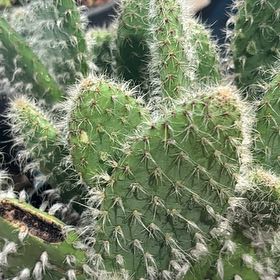 Photo of the plant species Snow Prickly Pear by @ShapelyMayten53 named Cleopatra on Greg, the plant care app