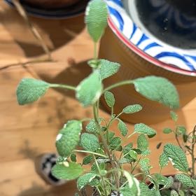 Photo of the plant species Variegated Sage by @ShapelyMayten53 named Walt on Greg, the plant care app