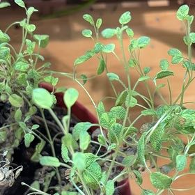 Photo of the plant species Tricolor Sage by @ShapelyMayten53 named Tupot amaroot on Greg, the plant care app